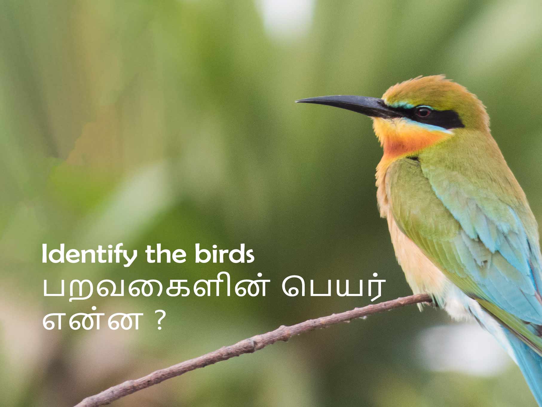 Identify the birds பறவைகளின் ெபயர் என்ன ?