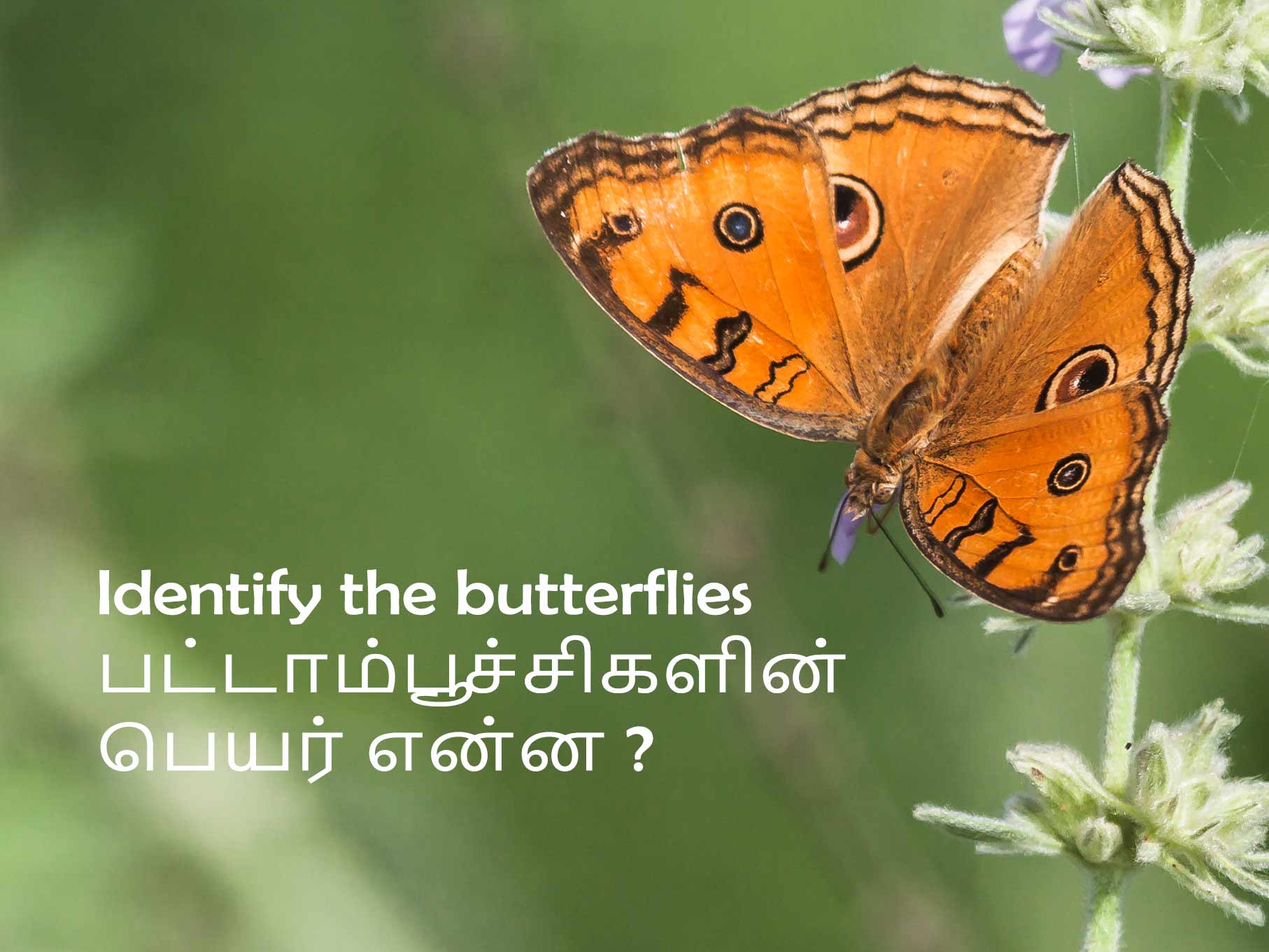 Identify the butterflies - பட்டாம்பூச்சிகளின் பெயர் என்ன ?