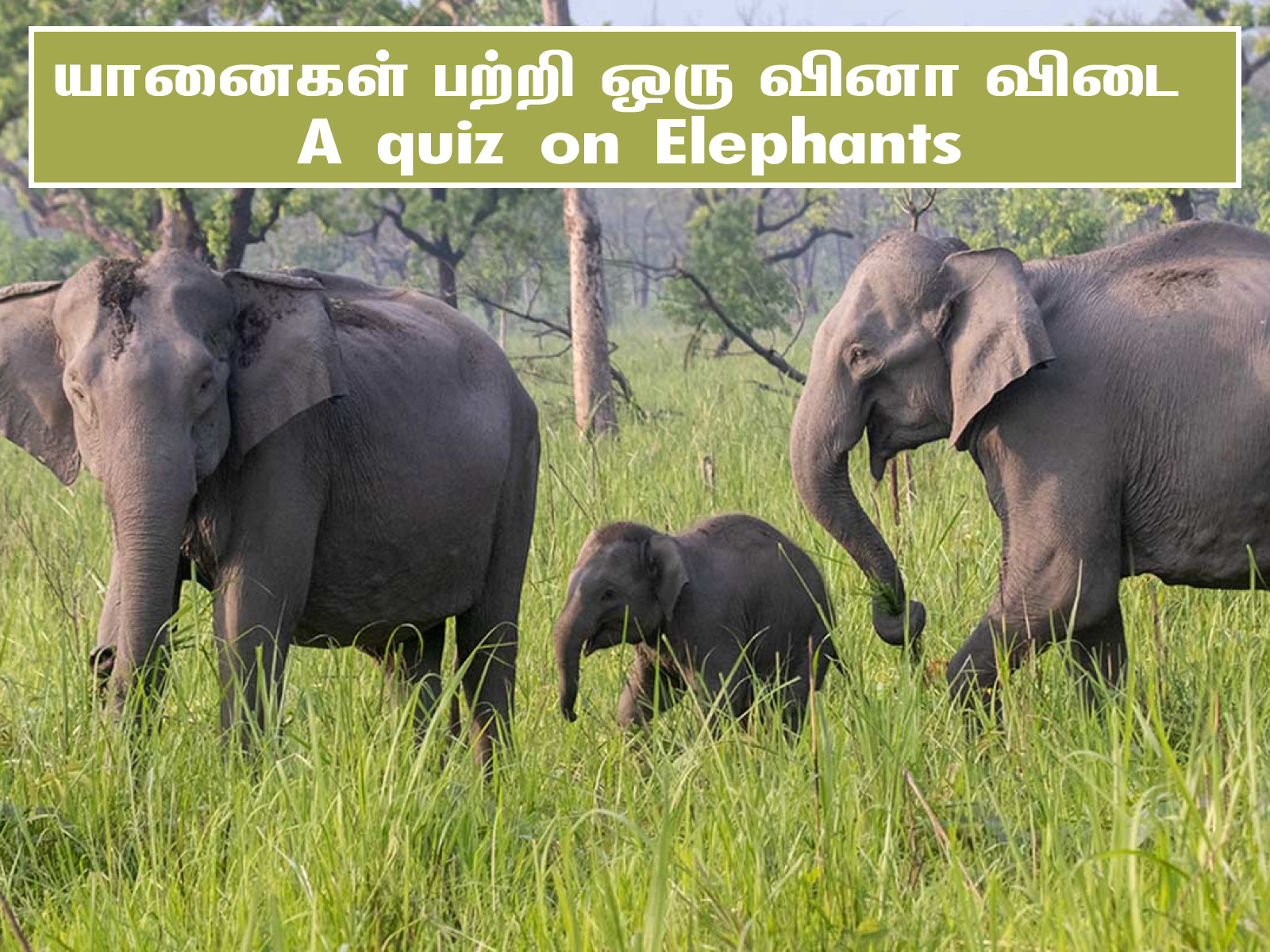 quiz on elephants