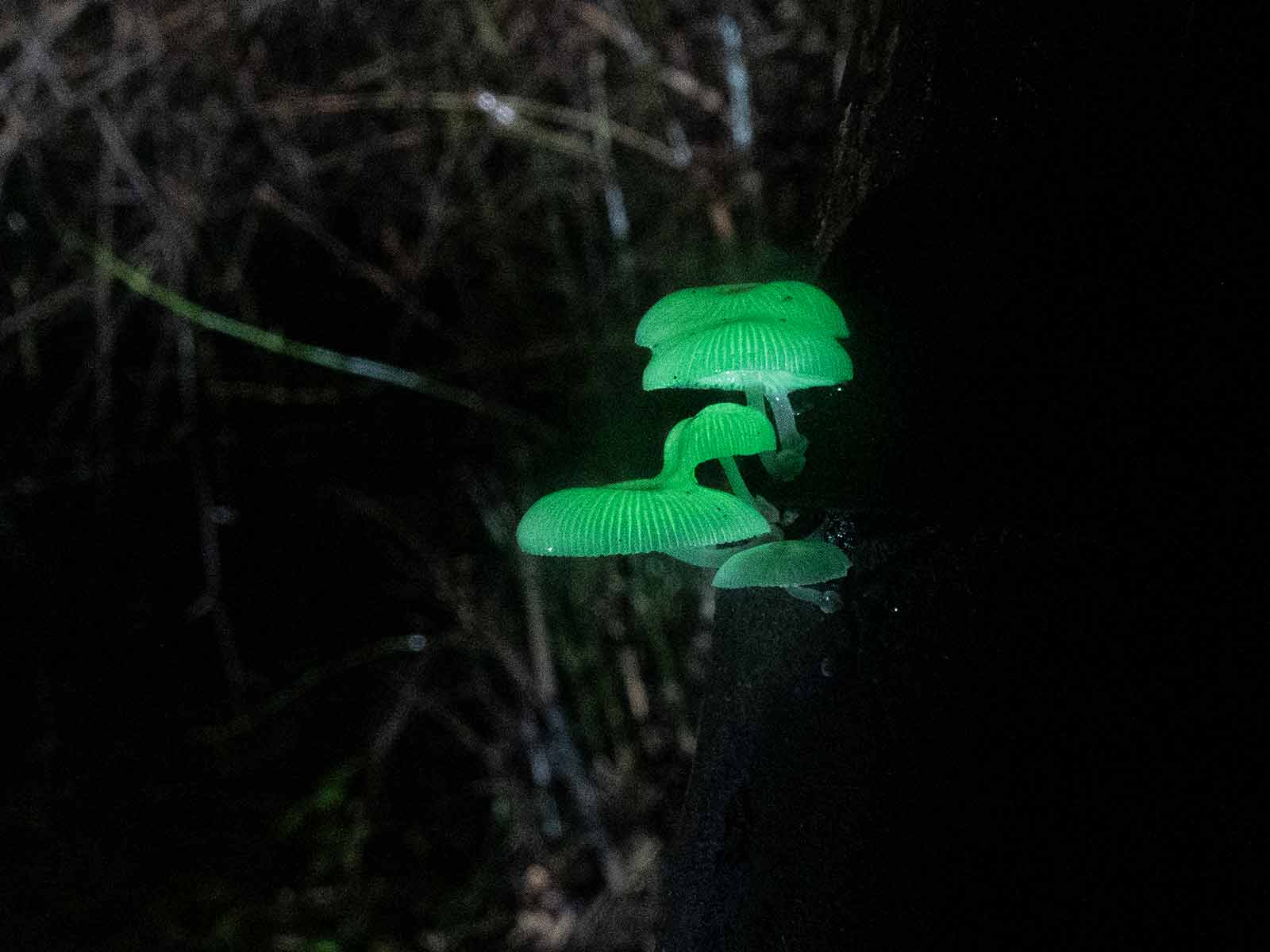 Mycena chlorophos is a bioluminescent fungus